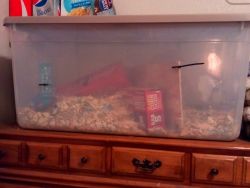 Two female gerbils and everything for them