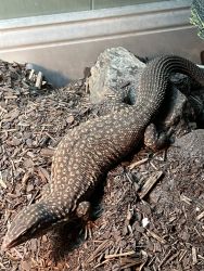 2 year old Female Red Ackie Monitor