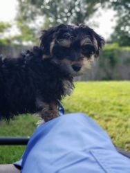 Morkie pup to good home in SC