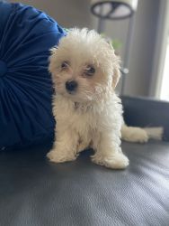 Milo puppy for sale
