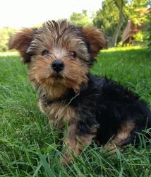 Morkie Pup for sale