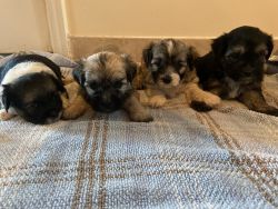 2 month old Morkies