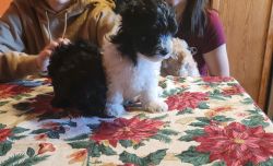 Morkipoo puppies for sale.