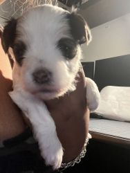 Morkie puppy for sale