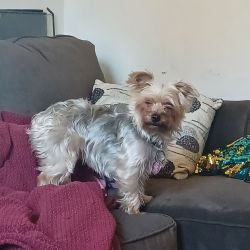 1 year old morkie named trixie