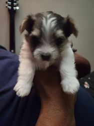 Female Morkie Puppies for Sale - Pickup Only