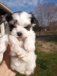 Adorable Male Morkie