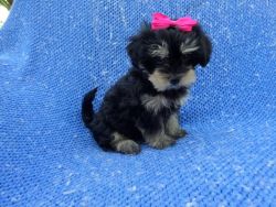 Playful Morkie Puppies