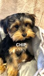 Adorable Morkie Available NOW!
