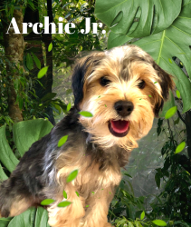 Handsome Morkie Available NOW!