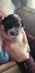 Morkie Puppy for sale (Male)
