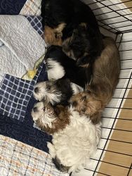 Morkie/Yorkie 2 month pups Florida small breed