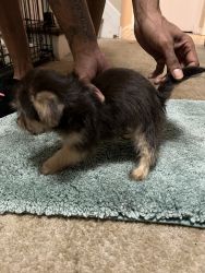 10 week old morkie pups for sell