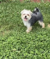 8 months old Morkie male $1000 (SOLD)
