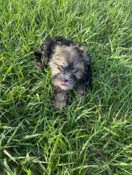 moe the morkie puppy