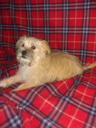 Morkie puppies for sale BROTHERS