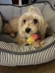 1 year old Morkie! Named Orio