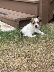 Morkie Male puppies