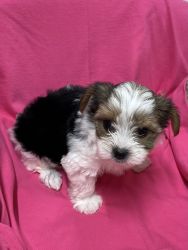 For Sale Tri-colored Morkie Puppies