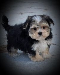 Morkie Puppies in Summerville, South Carolina