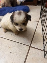 ADORABLE MORKIE AVAILABLE