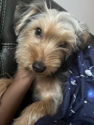 7 month Morkie for sale