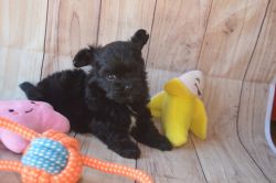 Morkie Poo's for sale
