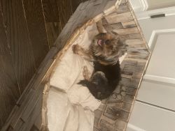 Morkie puppy for sale