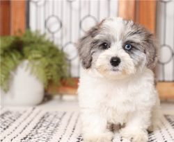 Two adorable 10 week old puppies Morkie