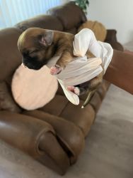 Newborn Puppies for Sale