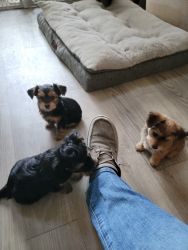 Yorkie / Morkie Puppies for Sale