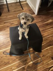 16 month Male Morkie