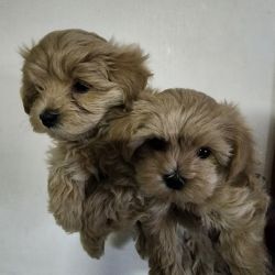 Morkiepoo Pups For Sale