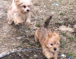 Morky puppies Yorky/Maltese