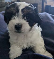 Lilly the female Morkie