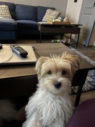 Toby the Little Morkie