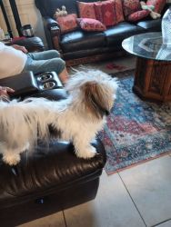 One year old morkie male