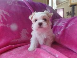 Best MORKIE PUPPY'S and Low Rates. Free home delivery