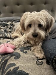 11-month old Morkie for sale