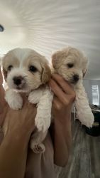 morkie poo puppies for sale