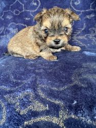 Morkie male puppies in Summerville, South Carolina
