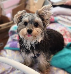 8 month old Morkie Puppy For Sale $1500