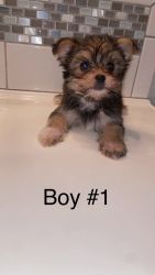 Rehoming Morkie puppies
