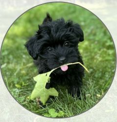 Teacup Morkie Puppies for sale