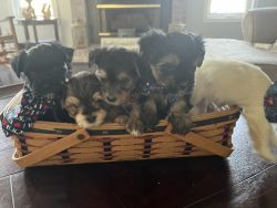 Morkies Ready for a New Home