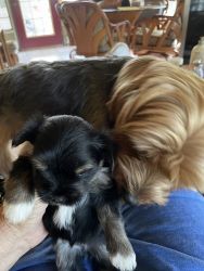 Pedigree Morkie pups for sale. One male & one female