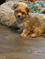 2 Male Morkie Puppies Available in Summerville, South Carolina