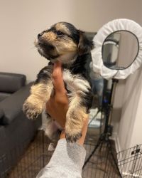 Baby Morkies for sale