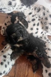 Morkie pups looking for a home