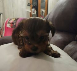 Morkie puppies for sale to a good home.